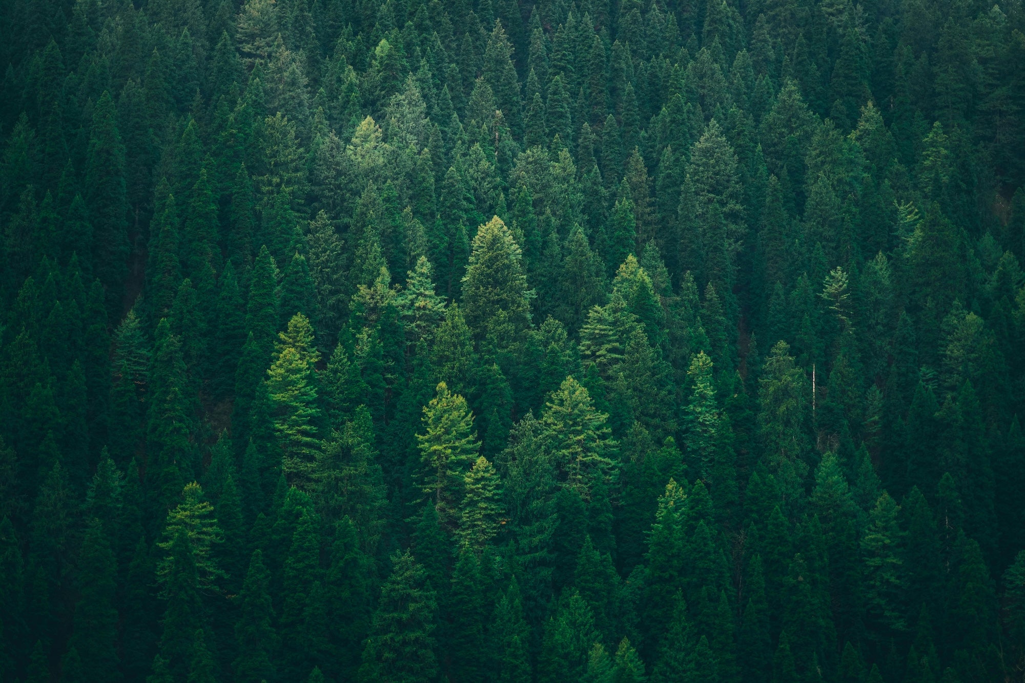 Sustainable Materials